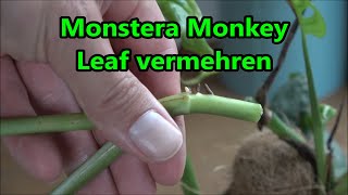 Monstera Monkey Leaf vermehren  So klappt es garantiert mit dem Ableger [upl. by Don]