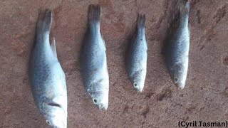 Australian town witnesses fish rained from sky [upl. by Mast755]