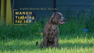 Staffordshire Bull Terrier  obstacle IGP training [upl. by Aicena]