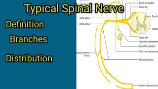 Typical Spinal nerve [upl. by Ativahs]