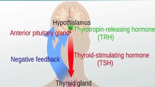 Graves Disease and Hashimotos Thyroiditis [upl. by Imit321]