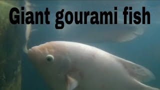 Giant gourami fish malayalam Giant gourami caring feeding breeding fish trending youtubevideo [upl. by Aihsenad]