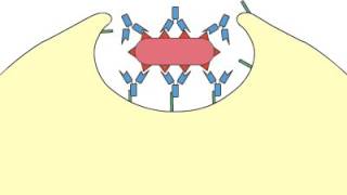 Phagocytosis Opsonization [upl. by Ocana2]