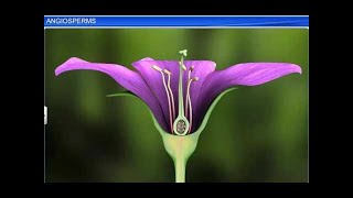 CBSE Class 11 Biology  Angiosperms  By Shiksha House [upl. by Ardnekal]