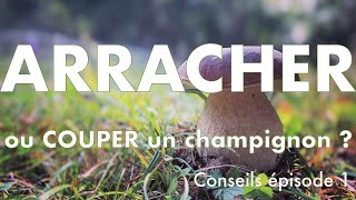 Arracher ou couper un champignon [upl. by Scandura]