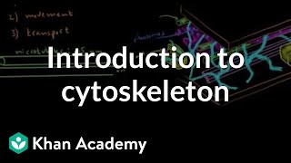 Introduction to cytoskeleton  Cells  MCAT  Khan Academy [upl. by Vezza853]