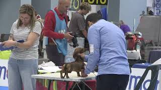 Esposizione canina a Montesilvano l’Abruzzo Winner 2024 [upl. by Wahs]