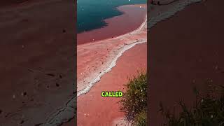 Lake Hillier facts science haveyouever planet nature australia tourism lake hillier [upl. by Castra624]