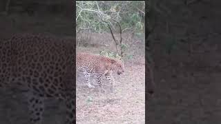 shortsvideo wildlife srilanka leperd yala [upl. by Onaicilef]