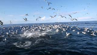 Baitball Diving Isla Malpelo Colombia [upl. by Hedvah]