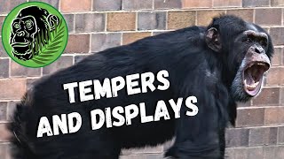 Chimpanzees Fighting At Chester Zoo [upl. by Otsugua]