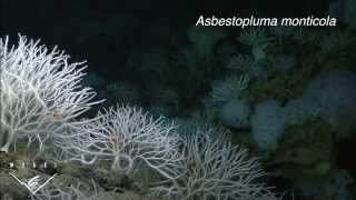 Four new species of carnivorous sponges Adapting to life in the deep sea [upl. by Niran]