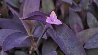 How to Propagate Tradescantia Pallida or Purple Heart Plant From Cuttings and Care [upl. by Sahpec530]