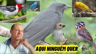 4 Pássaros que ninguém quer criar mais aqui na minha região PARTE 2 [upl. by Poulter]