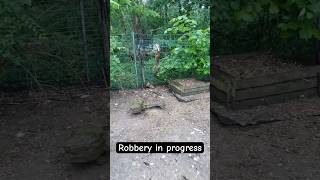 Freeze Mr Fox 🦊 🐓nature animals robbery fox chicken subscribe [upl. by Vasileior]