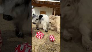 Cows funny reaction to first Christmas presents shorts [upl. by Colson]