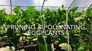 Hmong Farming in the USA Pruning amp Pollinating Eggplants [upl. by Damon]