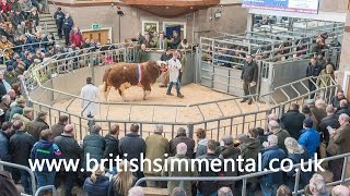 Simmental Bull Sale at Stirling February 15th 2016 [upl. by Otrebor487]