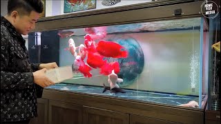 Aquarium video goldfish betta fish and koi fish in planted tank 660 [upl. by Annasus595]