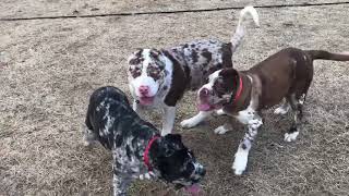 North American Mastiff puppies playing [upl. by Alidus515]