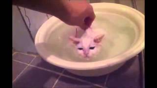 Adorable cat that loves warm baths [upl. by Bowra379]