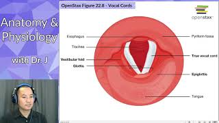 PHYL 142  Respiratory  Larynx Vocal Cords amp Glottis [upl. by Luca]