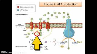 LECTURE CHAPTER 4 BIOCATALYSIS PART 5 [upl. by Roehm400]