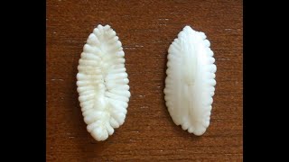 Determining fish age using Otoliths [upl. by Samuele601]