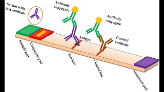 Demystifying Lateral Flow Assay Diagnostic Kit [upl. by Brookes]