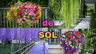 Plantas con flores COLGANTES de SOL [upl. by Yenal]