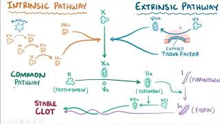 clotting mechanism  intrinsic and extrinsic pathway of coagulation بالعربي [upl. by Rushing]