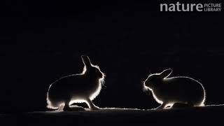 Mountain hares fighting in snow at night Vauldalen Norway April [upl. by Blossom189]