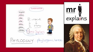 mr i explains The Linnaean Classification System and the construction of Phylogenic Trees [upl. by Carrnan]