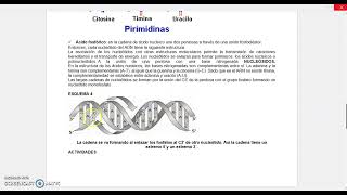 GUÍA ESTRUCTURA DE LOS ÁCIDOS NUCLEICOS [upl. by Ynnot]