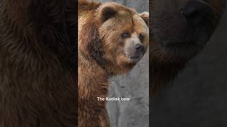 The terrifying Kodiak bear bear amazingfacts wildlife animals nature [upl. by Legyn]