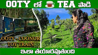 ooty tea garden and chocolate factory  ooty to coonor toy train visuals [upl. by Poucher838]