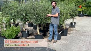 Olijfbomen bij Tuinplantenwinkelnl [upl. by Yort997]