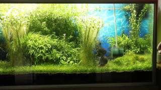 Severum with fry ATTACK MIGHTILY while cleaning the aquarium glass out of algae [upl. by Raphael]