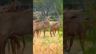 Nilgai Ki Video nilgai nilgaijumping jungleinsidenilgaivideo nilgairunningwithbike forest [upl. by Abil]