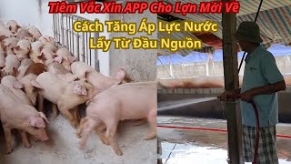 Tiêm Vắc Xin APP Cho Đàn Lợn Mới Về Cách Tăng áp Lực Nước Lấy Từ Đầu Nguồn Về K [upl. by Blackmore]