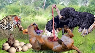 The Brave Ostrich Fights Cheetah Hyenas and the Lion To Protect Baby Birds Ostrichs Harsh Life [upl. by Aniger]