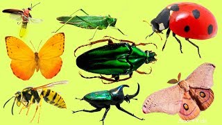 Learn Name and Sounds of Insects for Children  Teach Insects in English [upl. by Eppesuig]