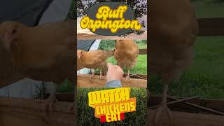 watchchickenseat Buff Orpington cute hens pets feeding farm permaculture pasture [upl. by Nella345]