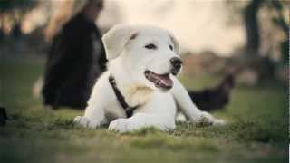 Great PyreneesLab Mix Relaxes at the Park  The Daily Puppy [upl. by Beberg203]