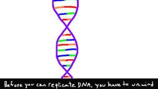 DNA Replication Animation [upl. by Schenck]