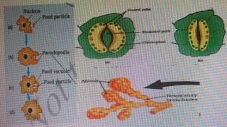 Autotrophic and heterotrophic nutritionLife process part1 [upl. by Lucic658]