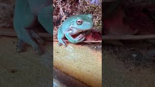 Sandfire blue dumpy frog sitting on a branch [upl. by Mariann552]