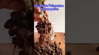 How to grow plant in LECA balls propagation youtubeshorts shortsfeed viralshort trendingshorts [upl. by Culliton563]