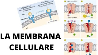 La membrana cellulare trasporto funzione struttura [upl. by Annij]