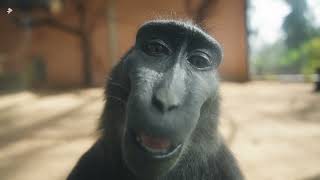 Black Macaque Looking At Camera And Smiling  4K  Music [upl. by Abocaj]